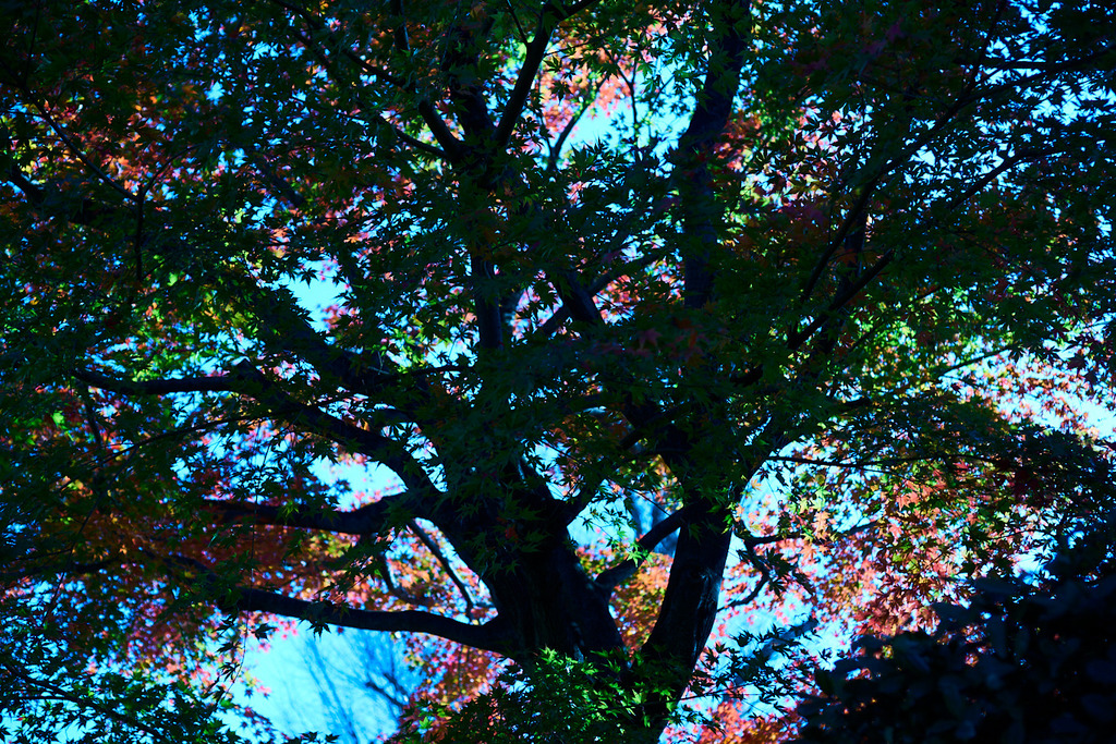 DSC06954.jpg